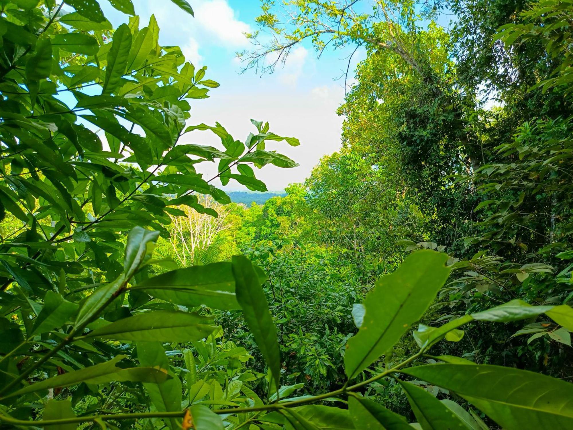 Corcovado Private Villas - Corcovado Private Reserve Puerto Jiménez 外观 照片