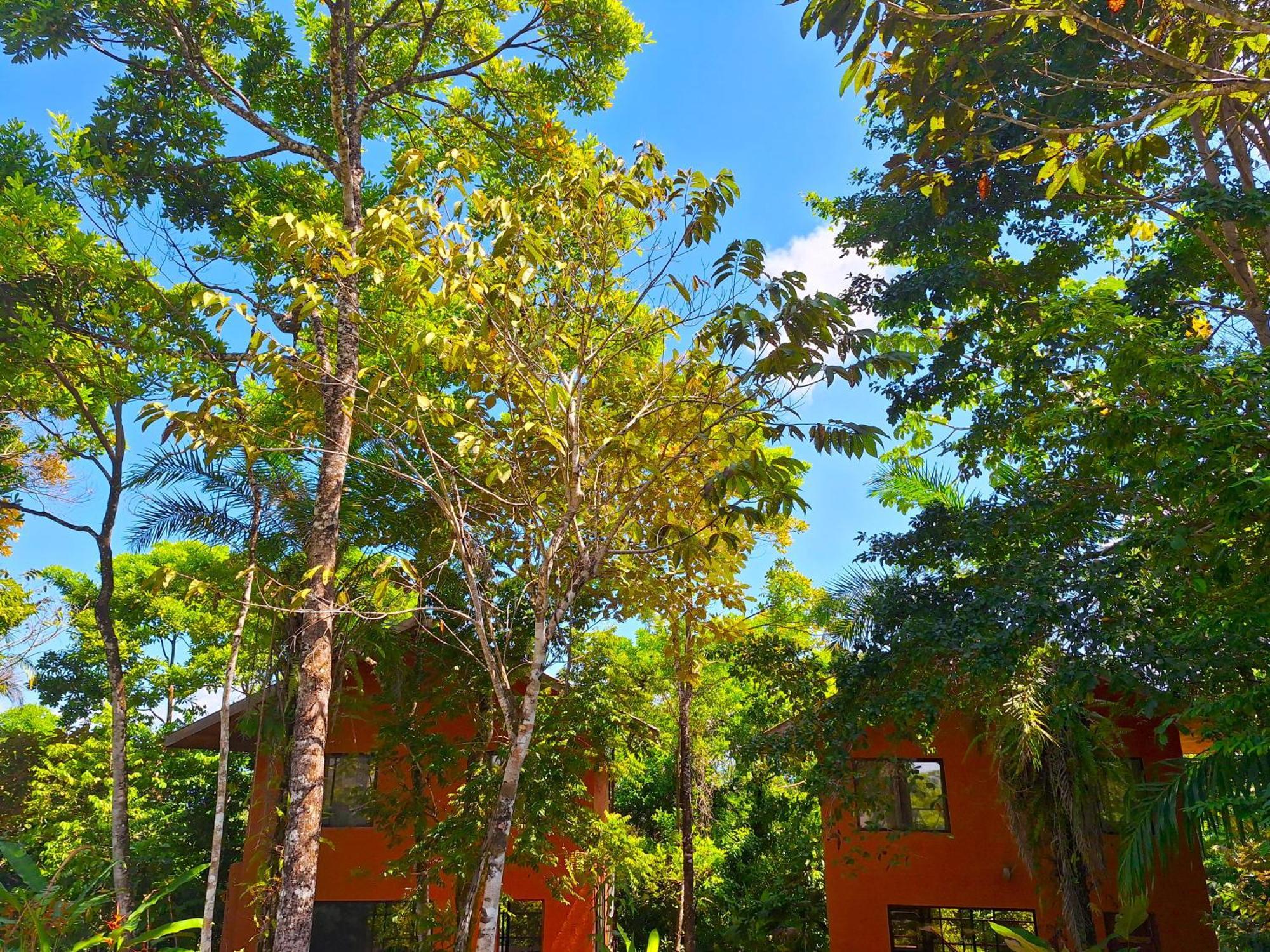 Corcovado Private Villas - Corcovado Private Reserve Puerto Jiménez 外观 照片