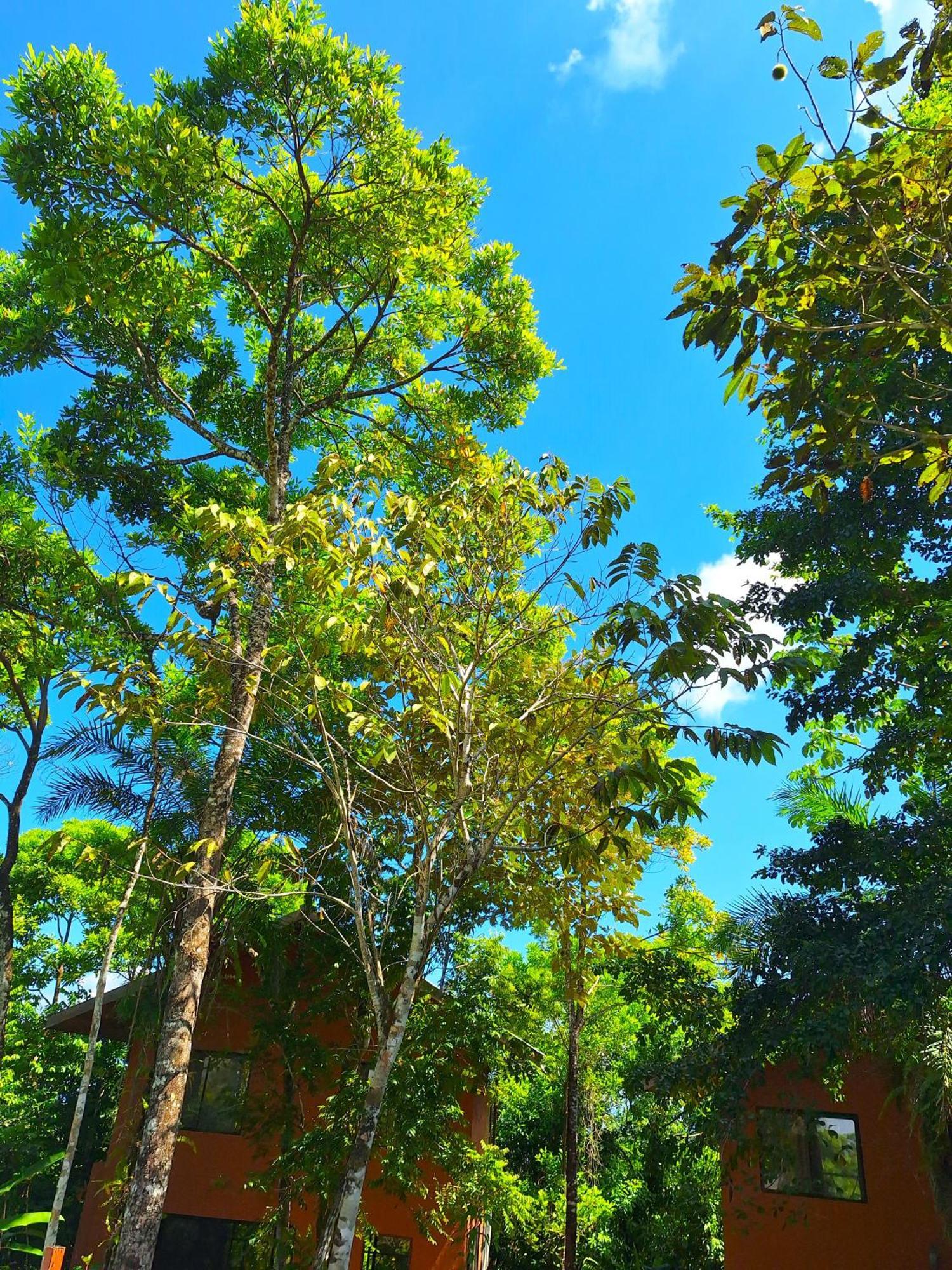 Corcovado Private Villas - Corcovado Private Reserve Puerto Jiménez 外观 照片