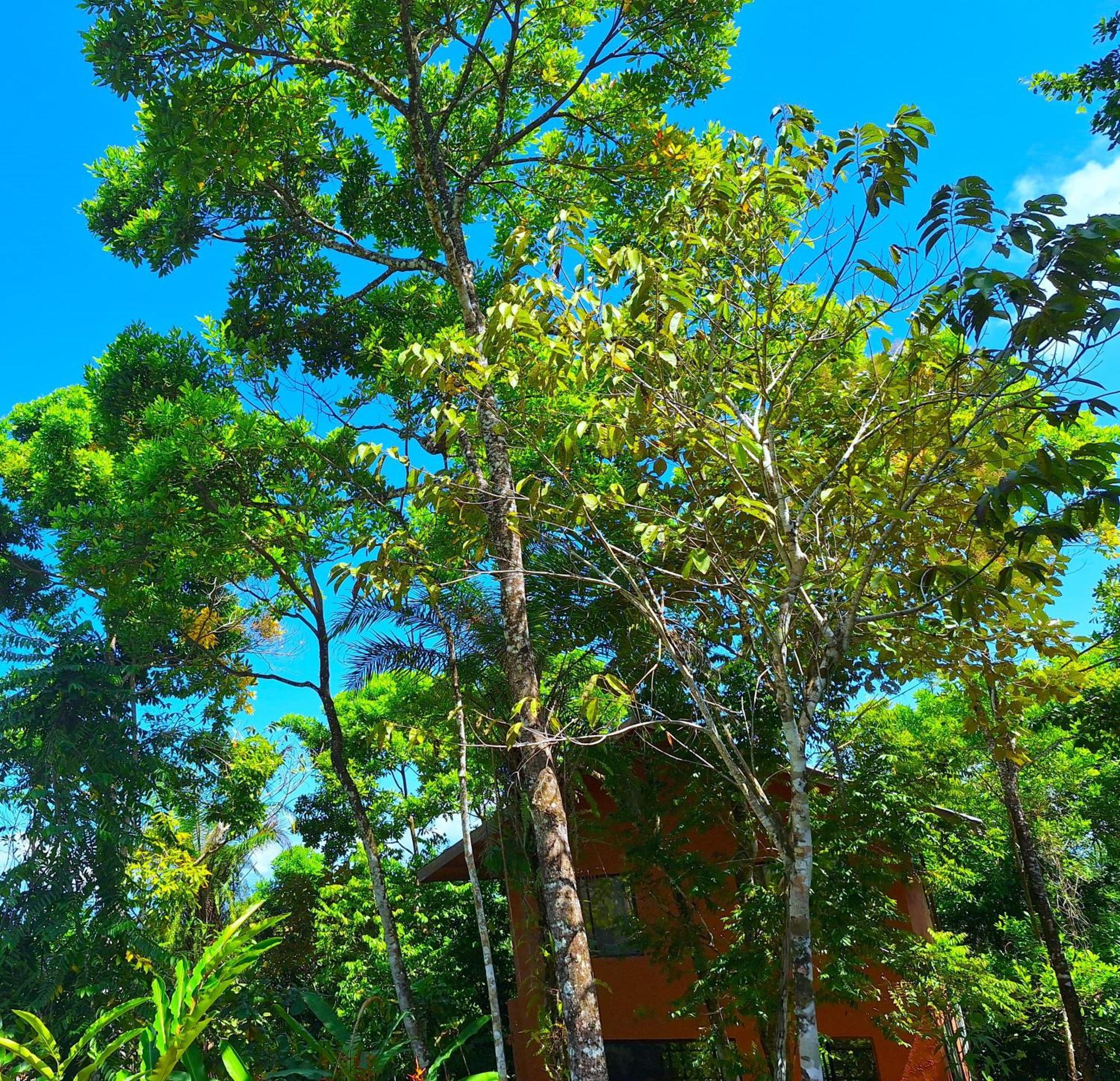 Corcovado Private Villas - Corcovado Private Reserve Puerto Jiménez 外观 照片